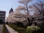 郡山市公会堂前桜並木